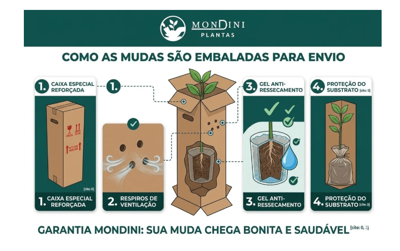 Exemplo de muda preparada para transporte pela Mondini